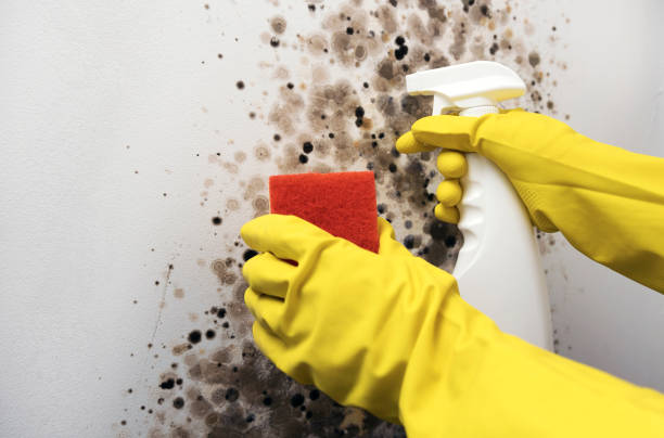 Home Mold Removal in Fallston, MD